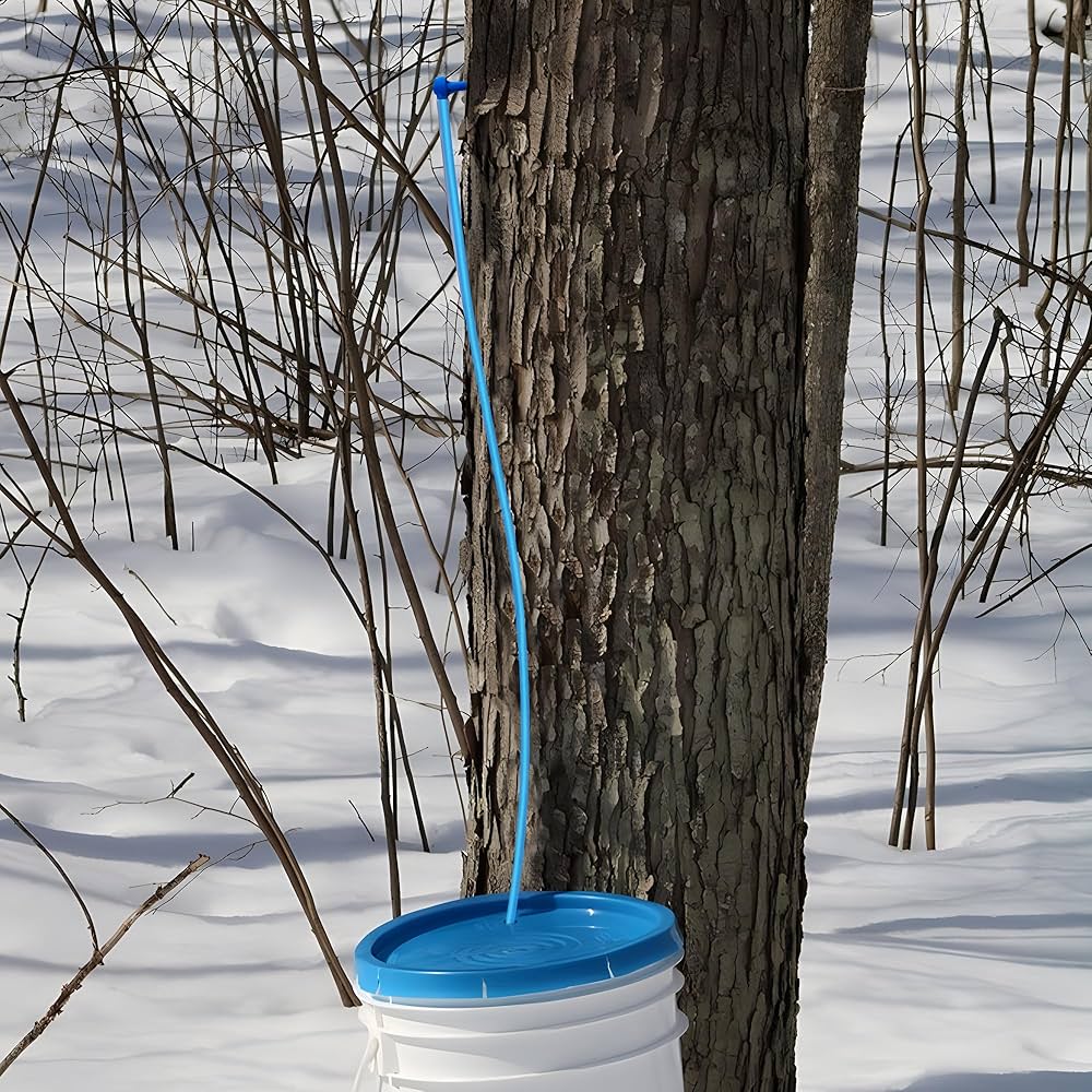 メープル ✤ シロップ　0529 Amazon.co.jp: Coombs Family Farms オーガニック メープル